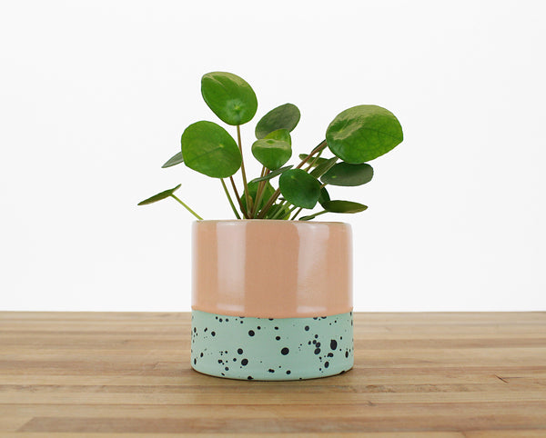 4 inch Dipped and Dotted Cylinder Planter with Saucer