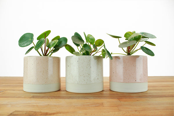 4 inch Cylinder Planter with Saucer - Speckled Glaze