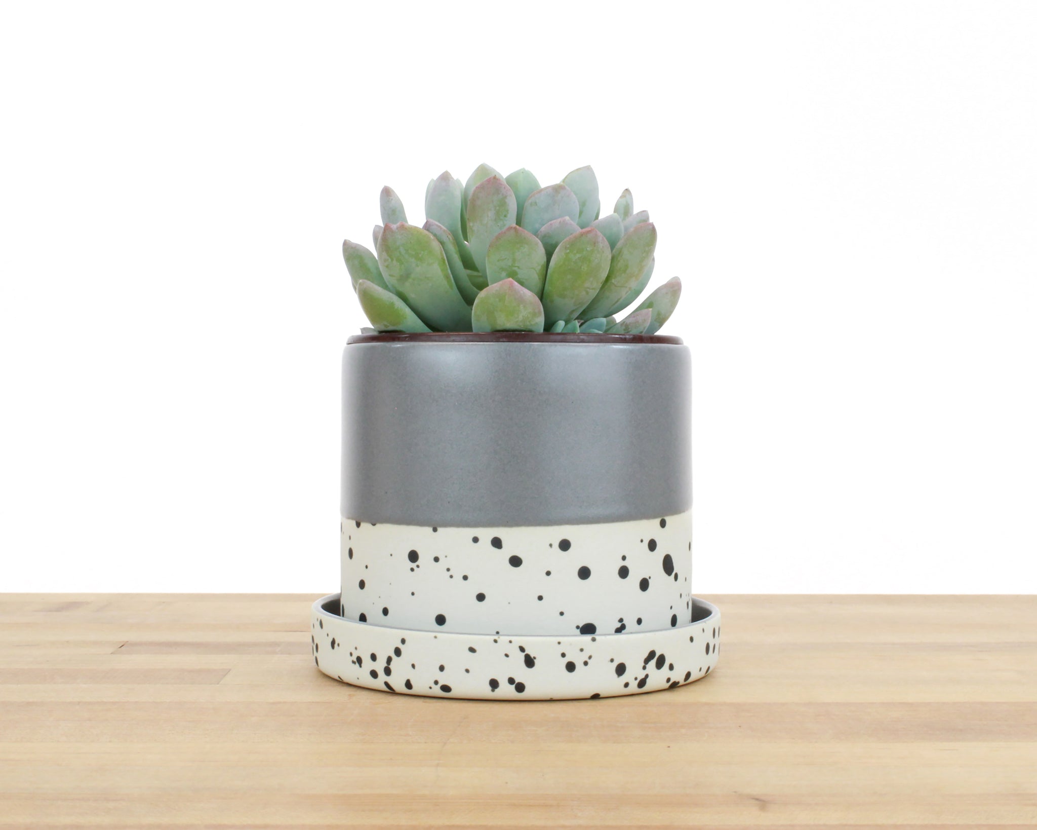 4 inch Seasonal Dipped and Dotted Cylinder Planter with Saucer