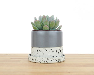 4 inch Seasonal Dipped and Dotted Cylinder Planter with Saucer