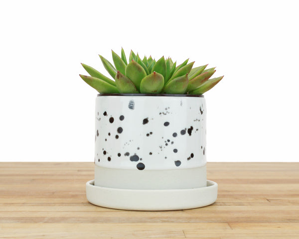 4 inch Spotted Glaze Cylinder Planter with Saucer