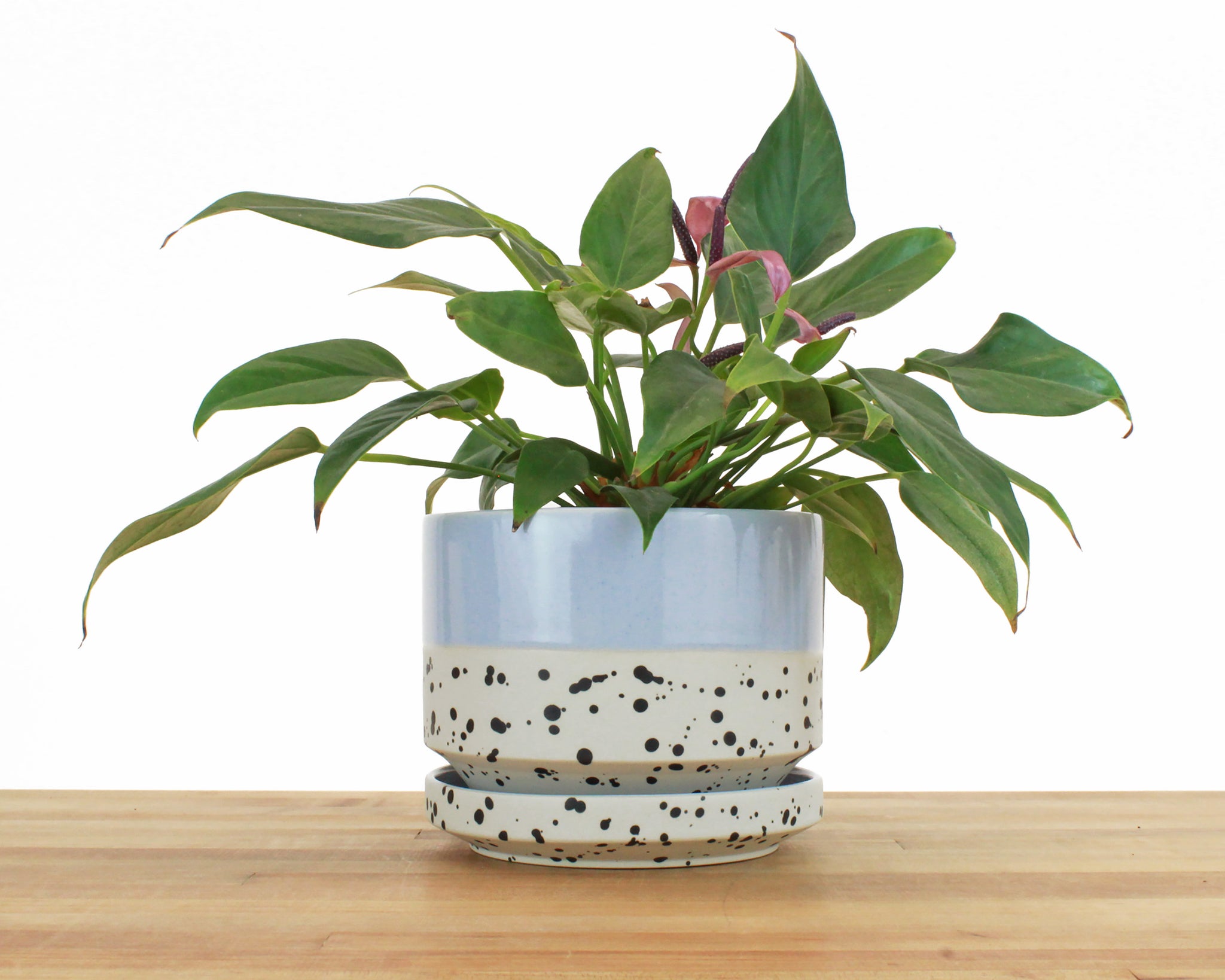 6 inch Cylinder Planter - Dipped and Dotted Periwinkle over Cream