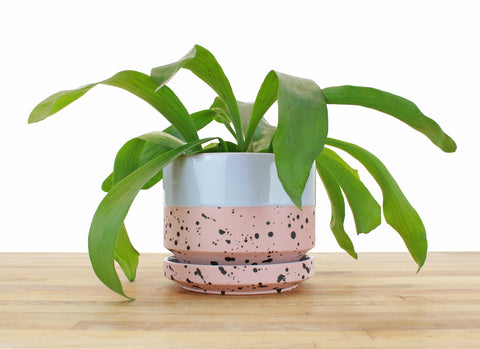 6 inch Cylinder Planter - Dipped and Dotted Periwinkle over Blush