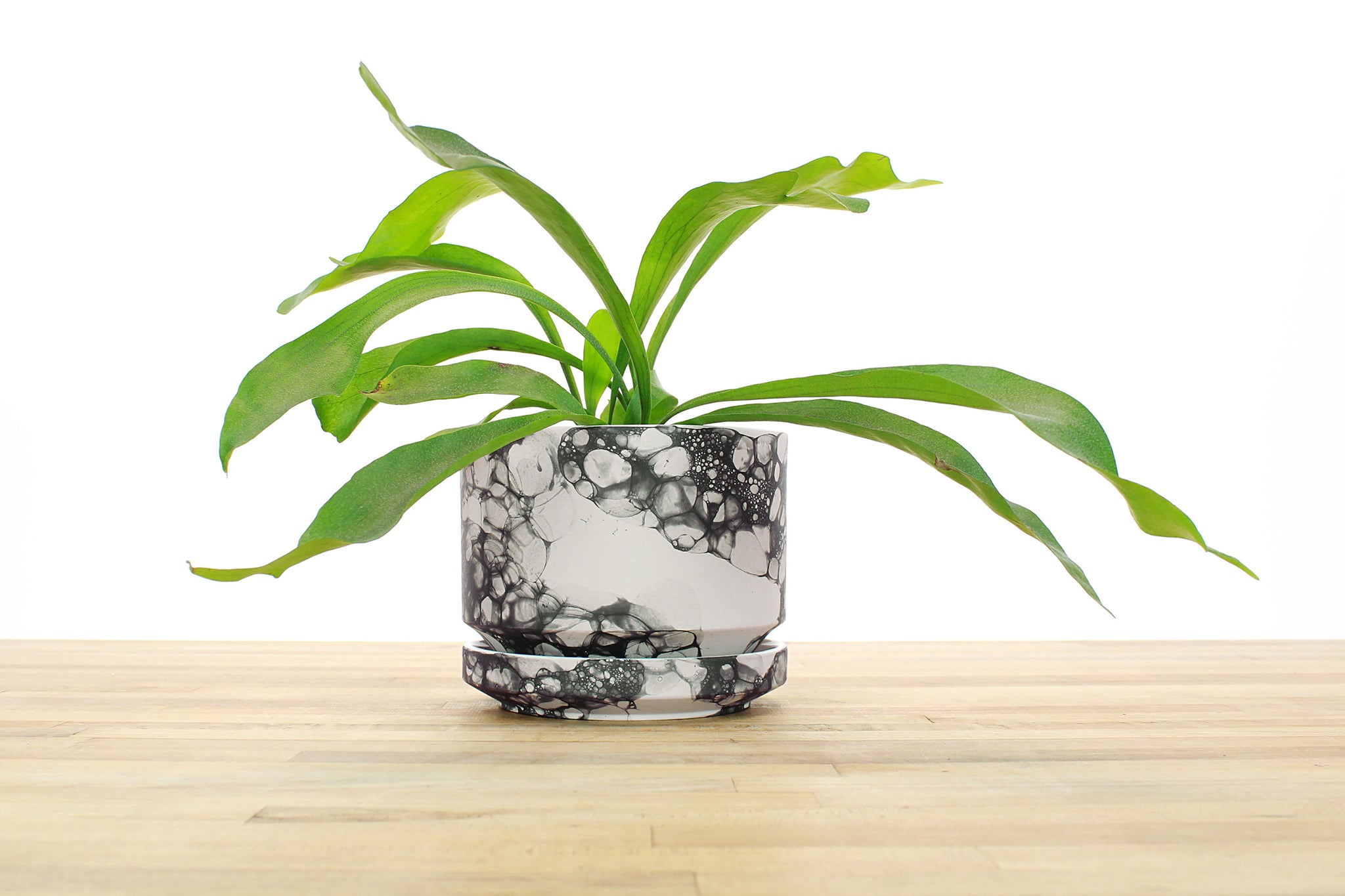 Seconds - 6 inch Cylinder Planter - Black Bubble